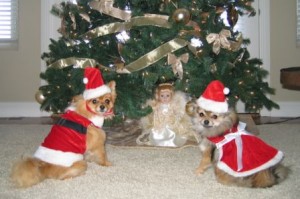Simba and Nalla - Christmas 2009