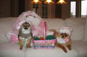 Simba and Nalla - Easter 2009