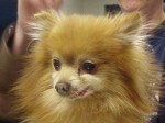 Tiny Tot